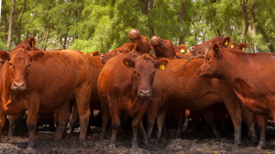 Senasa reglamentó la libre elección de veterinarios acreditados para vacunación