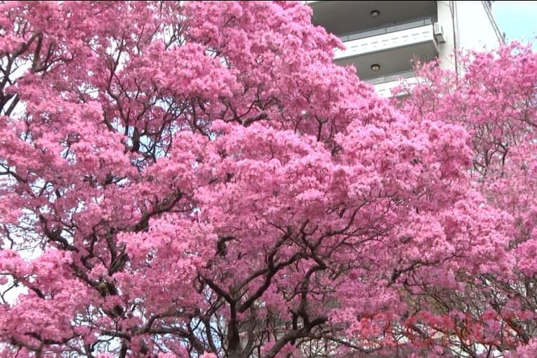 Por qué la primavera nos pone de buen humor: qué dice la ciencia y por qué no es la estación favorita de todos - imagen de origen