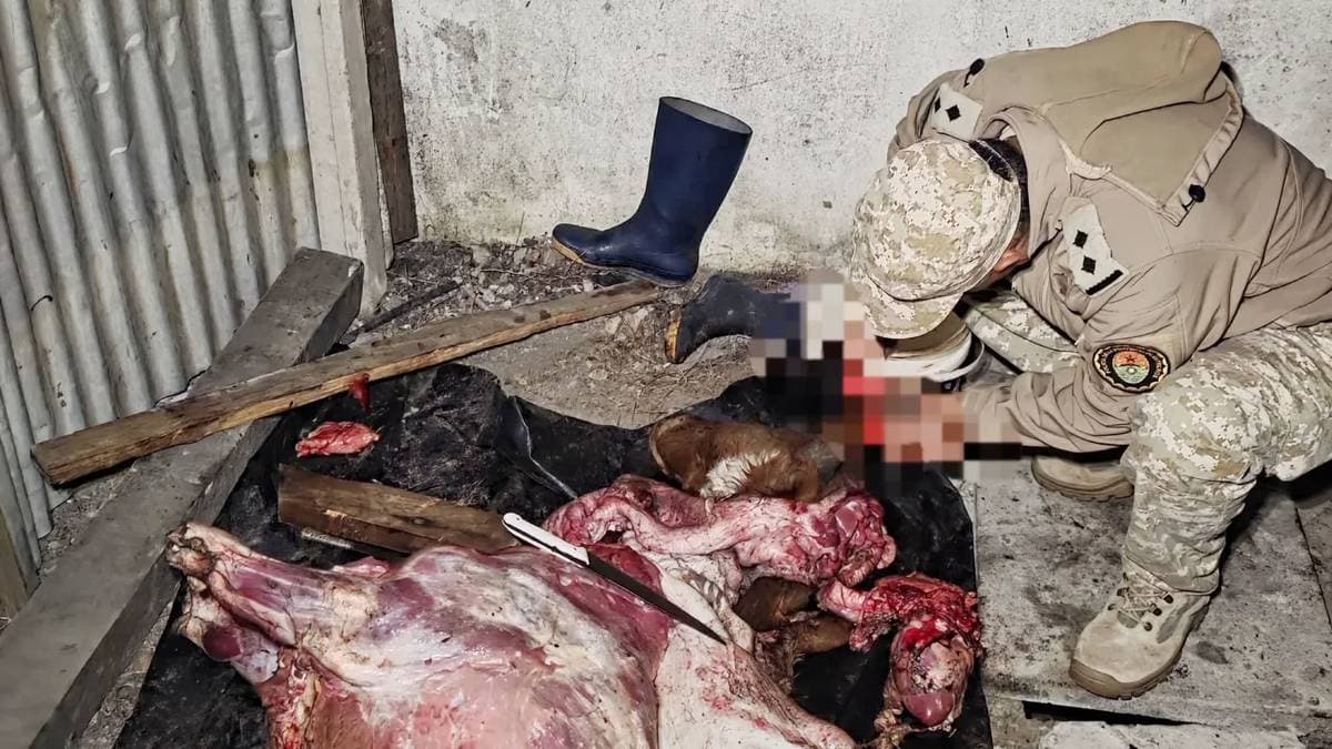 Recuperaron un animal vacuno faenado y secuestraron elementos en Los Charrúas - imagen de origen