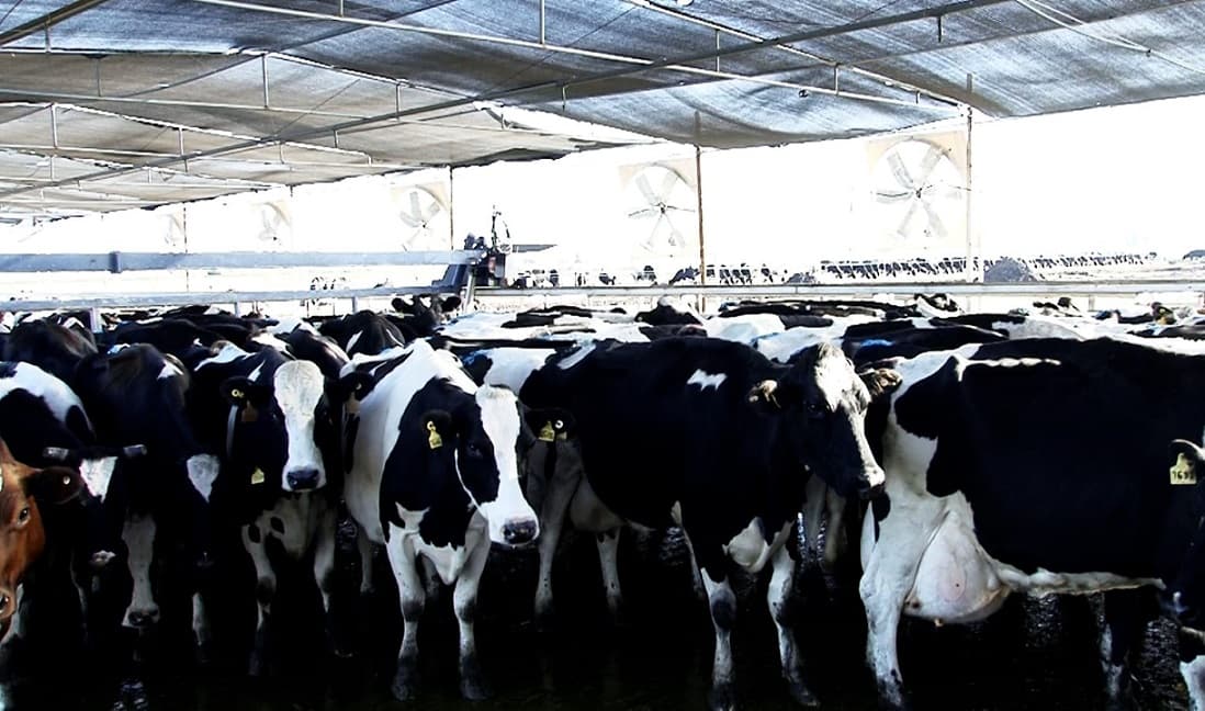 La producción de leche en el país aumentó 4,5% interanual en ocho meses - Dos Florines - imagen de origen