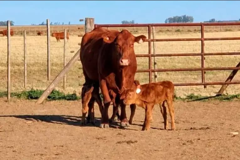 Una vaca tuvo trillizos en Córdoba: un caso que ocurre cada 100 mil partos - imagen de origen